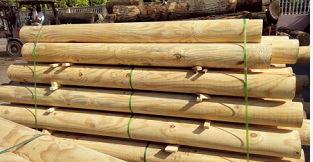 四川南方松廠家 四川南方松廠家